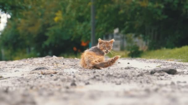 Άστεγοι γκρι βρώμικο γάτα, πεινασμένοι άθλιο και άρρωστο, κάθεται σε ένα επαρχιακό δρόμο στην οδό χωριό — Αρχείο Βίντεο