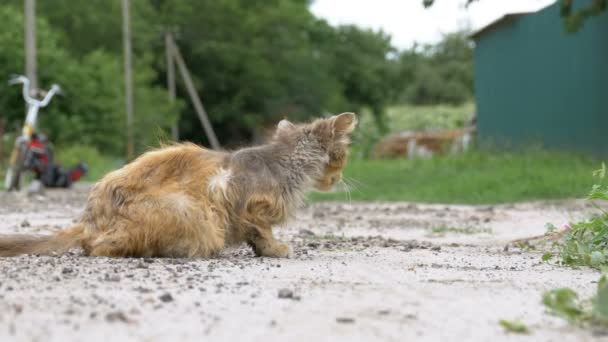 Бездомні сірих брудно Cat, голодний пошарпаний і хворим, сидить на сільській дорозі на вулицю села — стокове відео
