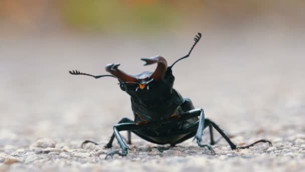 Ciervo escarabajo en la carretera asfaltada se arrastra. Lucanus cervus — Vídeo de stock