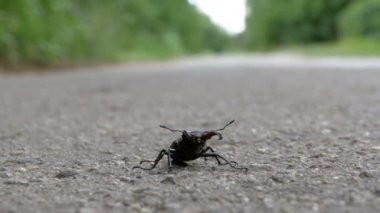 Asfalt yol üzerinde böcek geyik ürkütüyor. Lucanus cervus