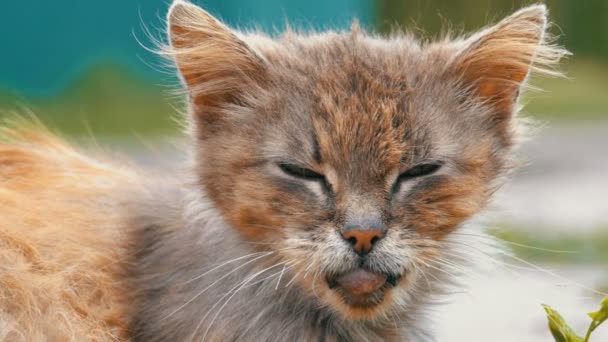 ホームレス灰色の汚い猫、空腹ぼろぼろと病気、村の通りに田舎の道に座っています。 — ストック動画