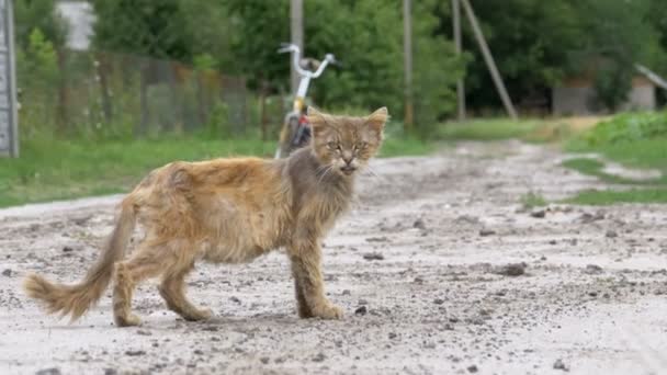 Gato sucio gris sin hogar, hambriento Shabby y enfermo, se sienta en un camino rural en la calle del pueblo — Vídeo de stock