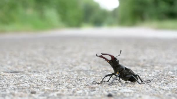 Жук-олень на асфальтовой дороге ползает. Lucanus cervus — стоковое видео