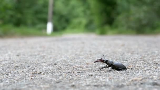 Жук-олень на асфальтовой дороге ползает. Lucanus cervus — стоковое видео