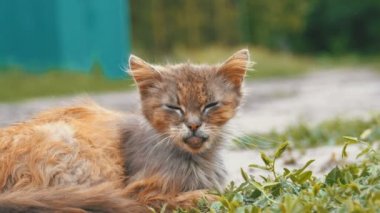 Evsiz gri kirli kedi, aç eski püskü ve hasta oturur köyü sokakta kırsal bir yolda
