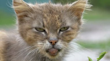 Evsiz gri kirli kedi, aç eski püskü ve hasta oturur köyü sokakta kırsal bir yolda