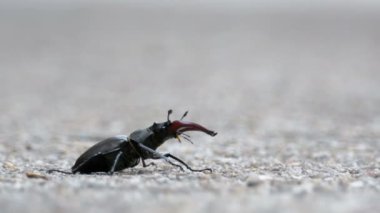 Asfalt yol üzerinde böcek geyik ürkütüyor. Lucanus cervus