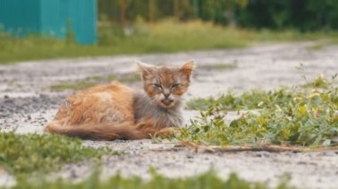 Evsiz gri kirli kedi, aç eski püskü ve hasta oturur köyü sokakta kırsal bir yolda