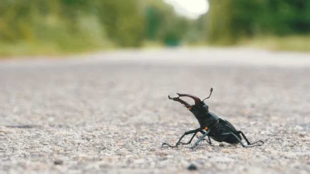 Beetle jelenia na drodze asfaltowej skrada. Lukan cervus — Wideo stockowe