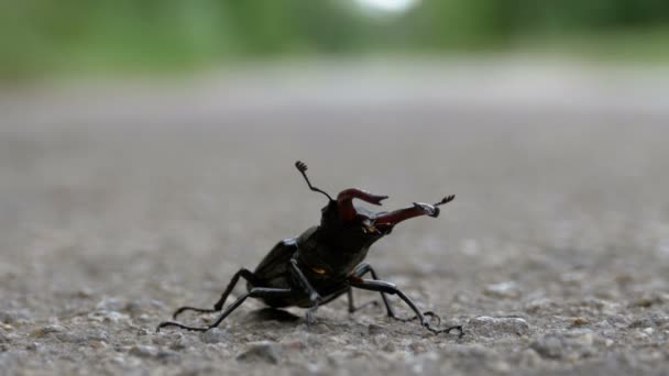 Bogár szarvas az aszfaltúton kúszik. Geotrupes SP. — Stock videók