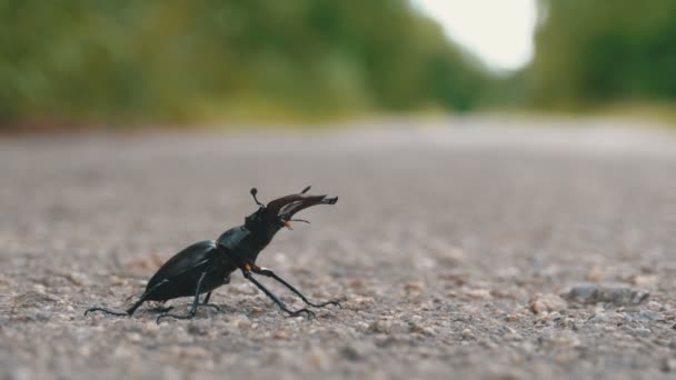 Ciervo escarabajo en la carretera asfaltada se arrastra. Lucanus cervus — Vídeos de Stock