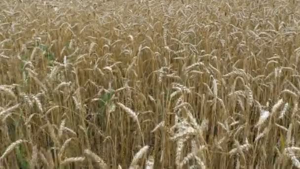 Wheat field in the village — Stock Video