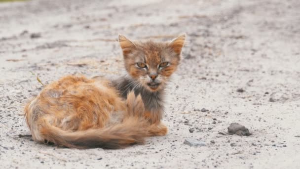 ホームレス灰色の汚い猫、空腹ぼろぼろと病気、村の通りに田舎の道に座っています。 — ストック動画