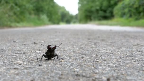 Ciervo escarabajo en la carretera asfaltada se arrastra. Lucanus cervus — Vídeo de stock