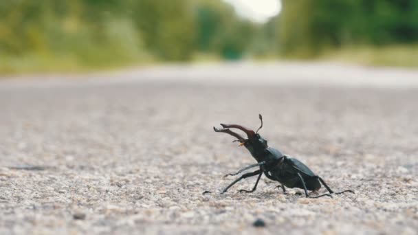 Rusa kumbang di jalan aspal merayap. Lucanus cervus — Stok Video