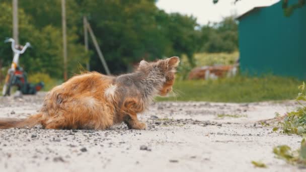 Chat sale gris sans abri, affamé, minable et malade, assis sur une route rurale sur la rue Village — Video