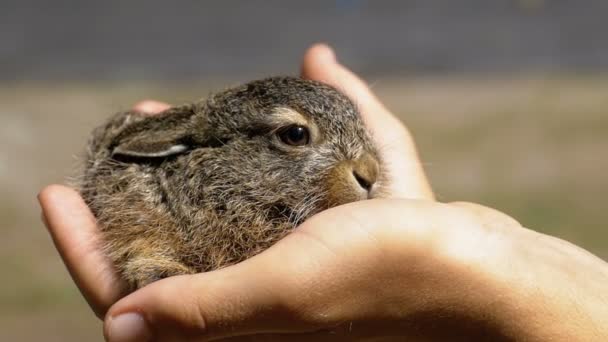 Man houdt een klein Wild pluizige Baby konijntje. Kleine konijntje in de Palm. Slow Motion — Stockvideo