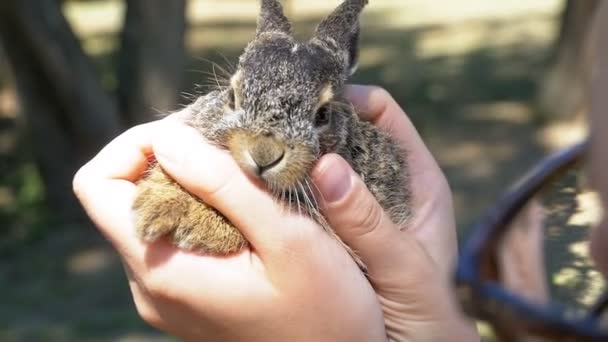 Chica está sosteniendo un pequeño conejito bebé esponjoso salvaje. Pequeño conejito en la palma. Moción lenta — Vídeo de stock