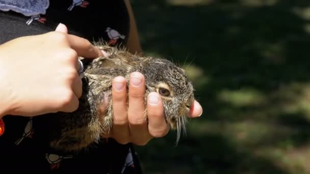 Chica está sosteniendo un pequeño conejito bebé esponjoso salvaje. Pequeño conejito en la palma . — Vídeos de Stock