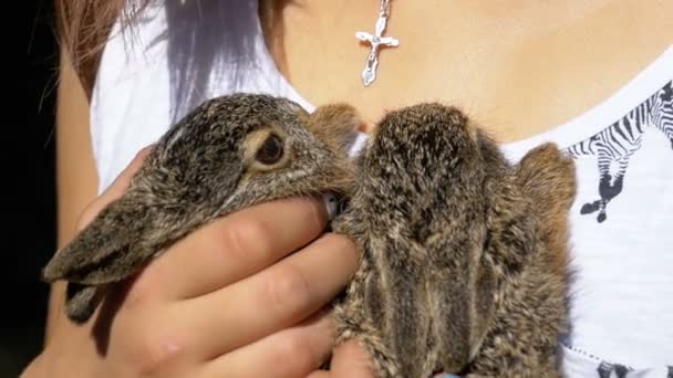 Chica está sosteniendo un pequeño conejito bebé esponjoso salvaje. Pequeño conejito en la palma. Moción lenta — Vídeos de Stock