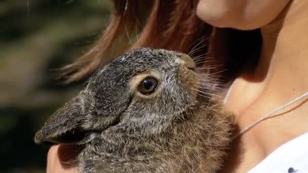 Kız küçük bir vahşi tüylü bebeği tavşan tutuyor. İçinde belgili tanımlık palmiye küçük tavşan. Ağır çekim — Stok video