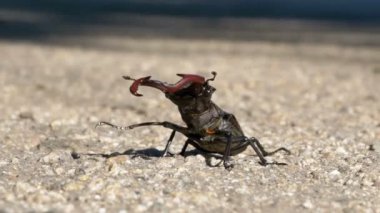 Asfalt yol üzerinde böcek geyik ürkütüyor. Lucanus cervus