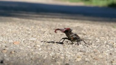 Asfalt yol üzerinde böcek geyik ürkütüyor. Lucanus cervus
