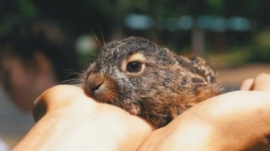 Adam küçük bir vahşi tüylü bebeği tavşan tutuyor. İçinde belgili tanımlık palmiye küçük tavşan.