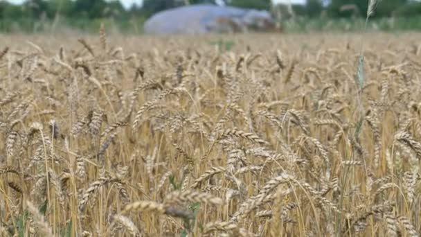 Campo di grano nel villaggio — Video Stock