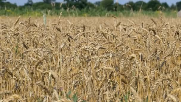 Pšeničné pole v obci — Stock video