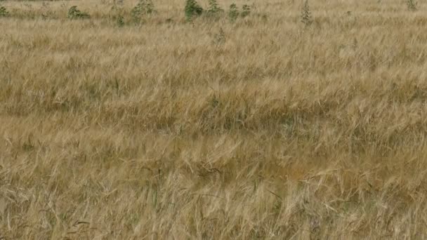 Пшеничне поле в селі — стокове відео