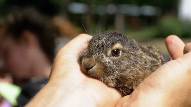 男は、小さな野生ふわふわ赤ちゃんウサギを保持しています。手のひらに小さなウサギ. — ストック動画