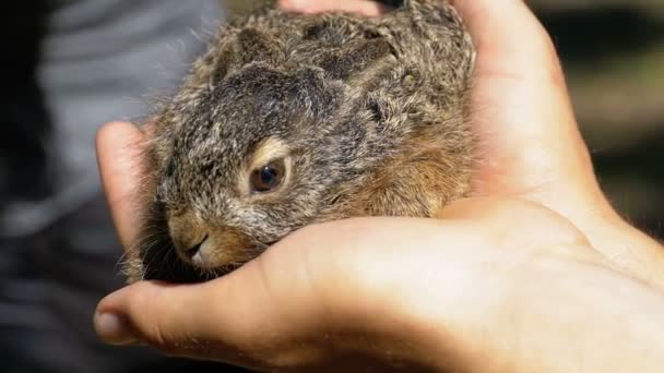 Muž drží malé divoké nadýchané Baby Bunny. Malý zajíček v dlani. Zpomalený pohyb — Stock video