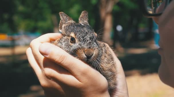 Chica está sosteniendo un pequeño conejito bebé esponjoso salvaje. Pequeño conejito en la palma. Moción lenta — Vídeo de stock