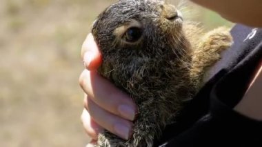 Kız küçük bir vahşi tüylü bebeği tavşan tutuyor. İçinde belgili tanımlık palmiye küçük tavşan. Ağır çekim