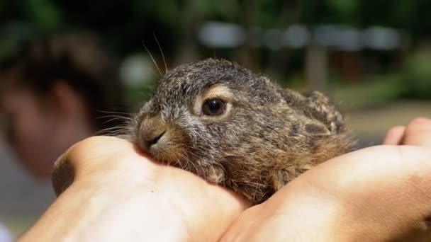 男は、小さな野生ふわふわ赤ちゃんウサギを保持しています。手のひらに小さなウサギ. — ストック動画