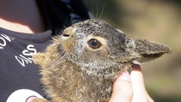 Mädchen hält einen kleinen wilden, flauschigen Babyhasen. kleiner Hase in der Handfläche. Zeitlupe — Stockvideo