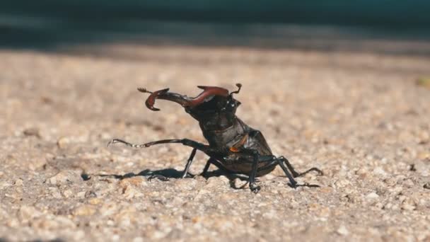 Beetle rådjur på asfaltvägen kryper. Lucanus cervus — Stockvideo