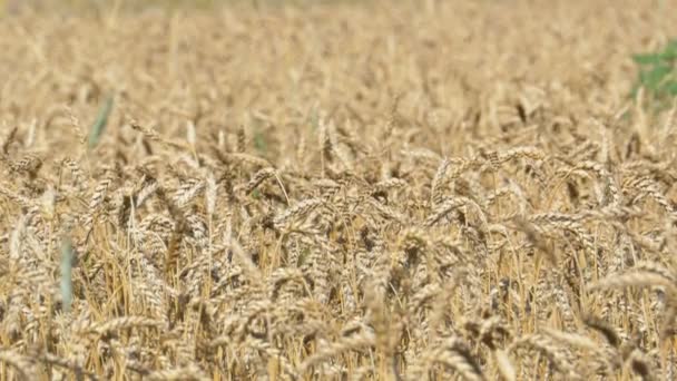Пшеничне поле в селі — стокове відео