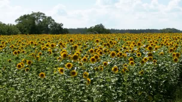 Tournesols dans les champs