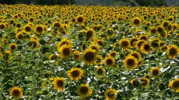 Zonnebloemen in het veld — Stockvideo