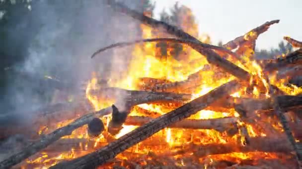 Big Campfire from Branches Burn at Night in the Forest — Stock Video