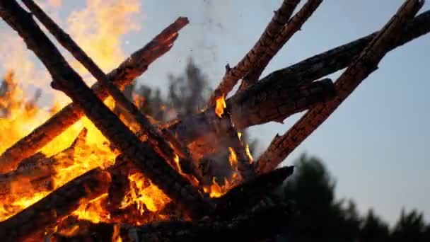 Az ágak éget éjjel az erdő nagy tábortűz — Stock videók