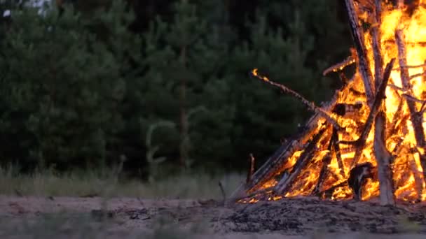 Grande falò da rami bruciano di notte nella foresta — Video Stock