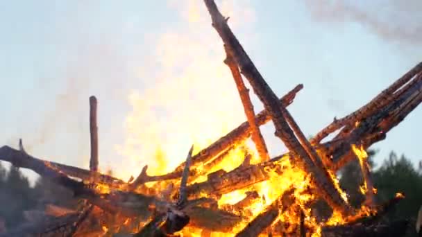 Gran fogata de las ramas queman en la noche en el bosque — Vídeos de Stock