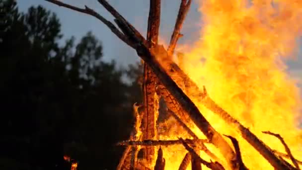 Großes Lagerfeuer aus Ästen brennt nachts im Wald — Stockvideo