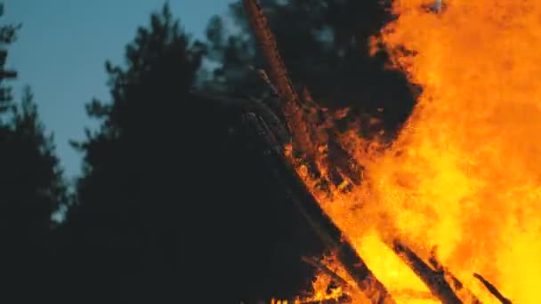 Большой костер от ветвей горит ночью в лесу — стоковое видео
