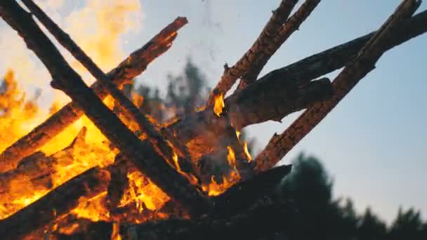 숲에서 밤에 분기 화상에서 큰 모닥불 — 비디오