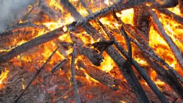 Großes Lagerfeuer aus Ästen brennt nachts im Wald — Stockvideo