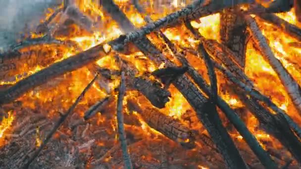 Gran fogata de las ramas queman en la noche en el bosque — Vídeos de Stock